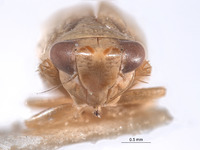Athysanella krameri image