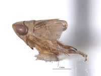 Athysanella krameri image