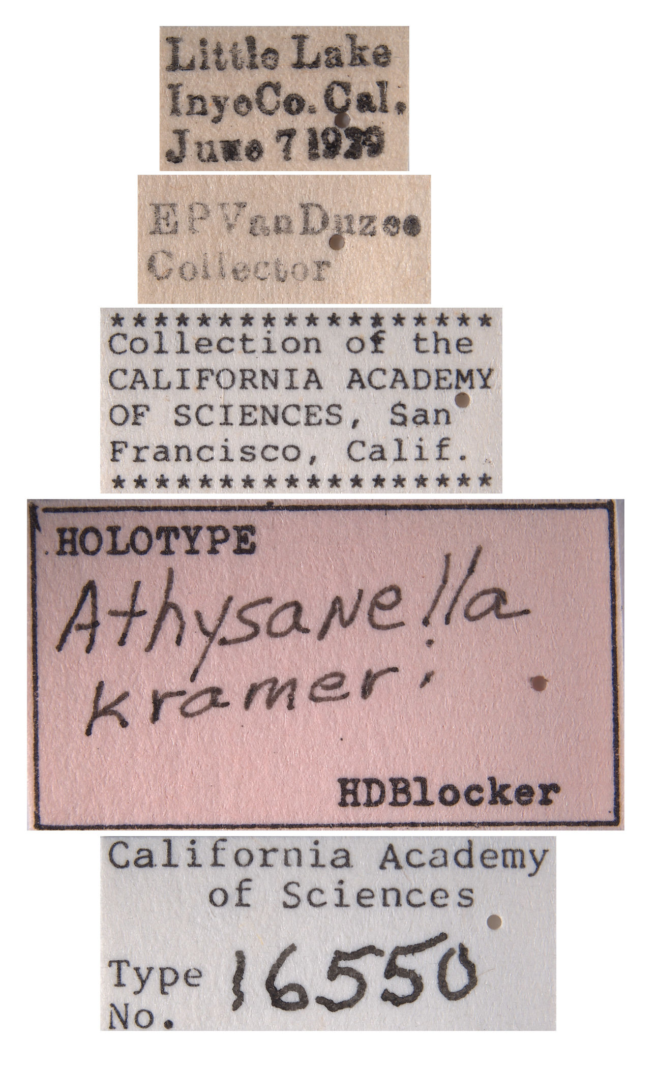 Athysanella krameri image