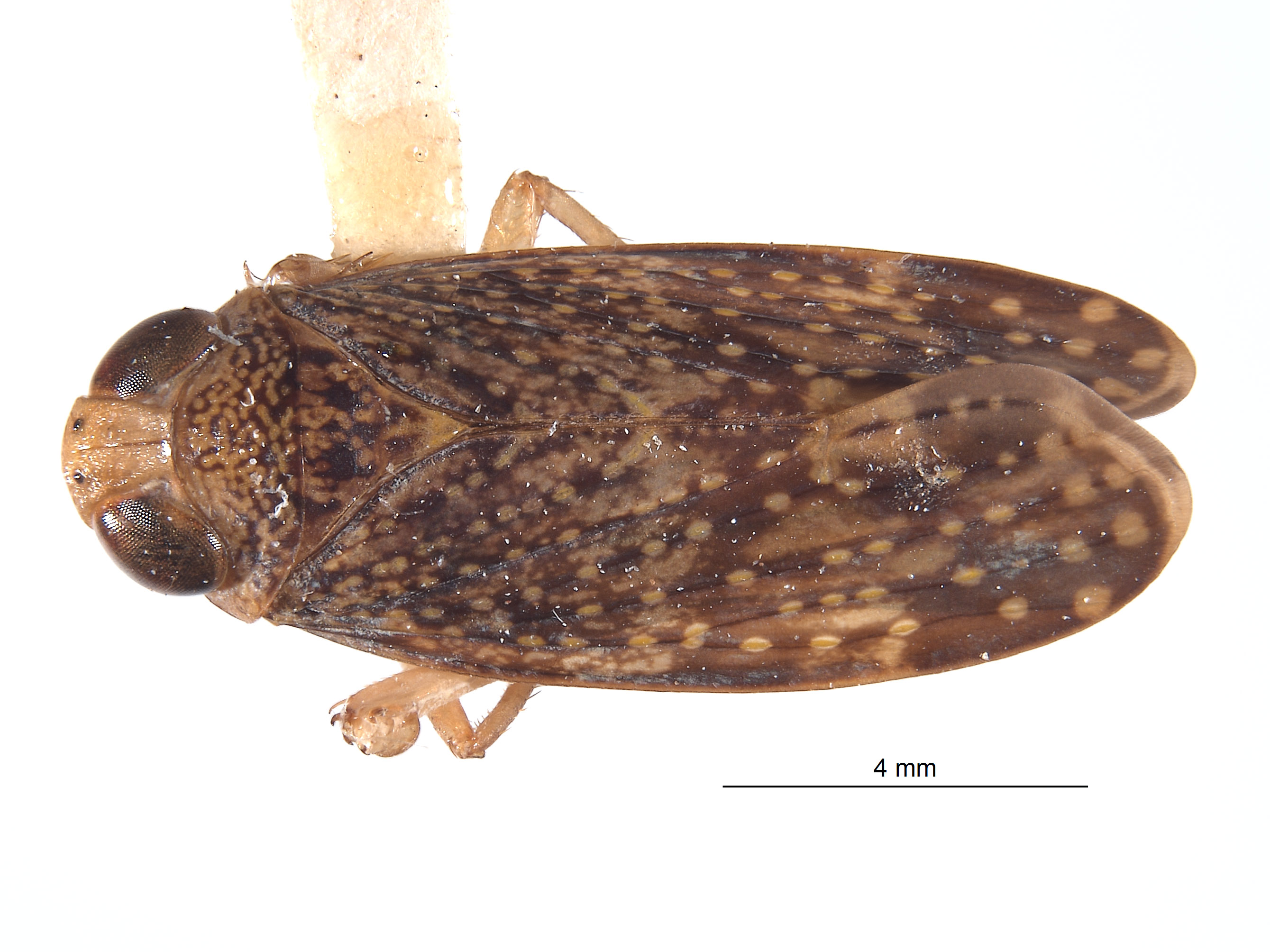 Afrolidia angusta image