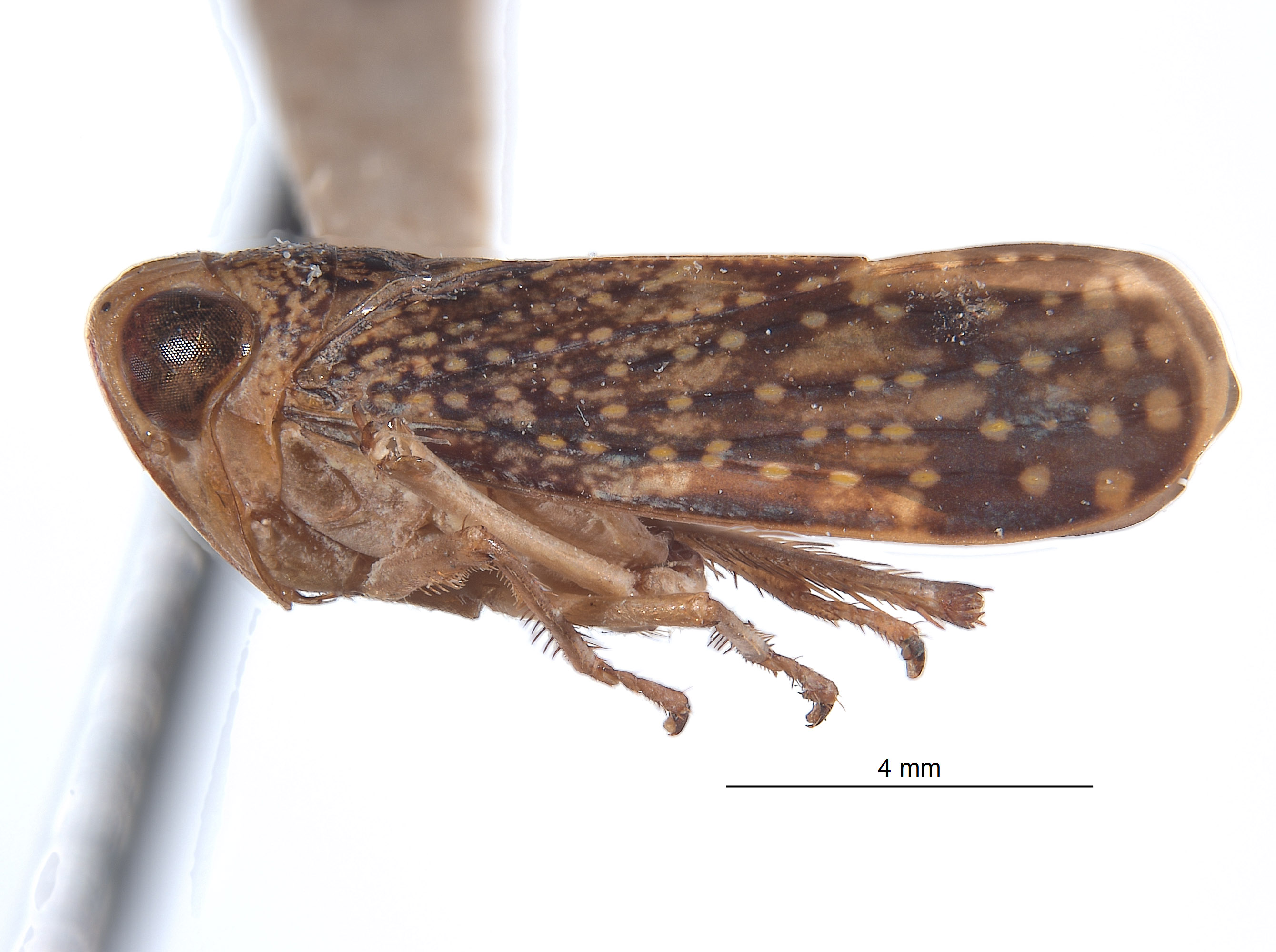 Afrolidia angusta image