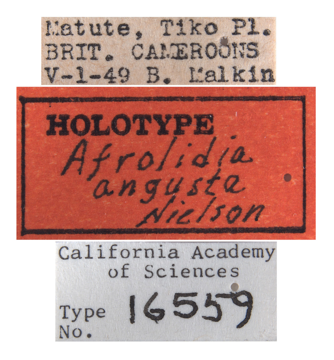 Afrolidia angusta image