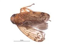 Afrolidia bidens image
