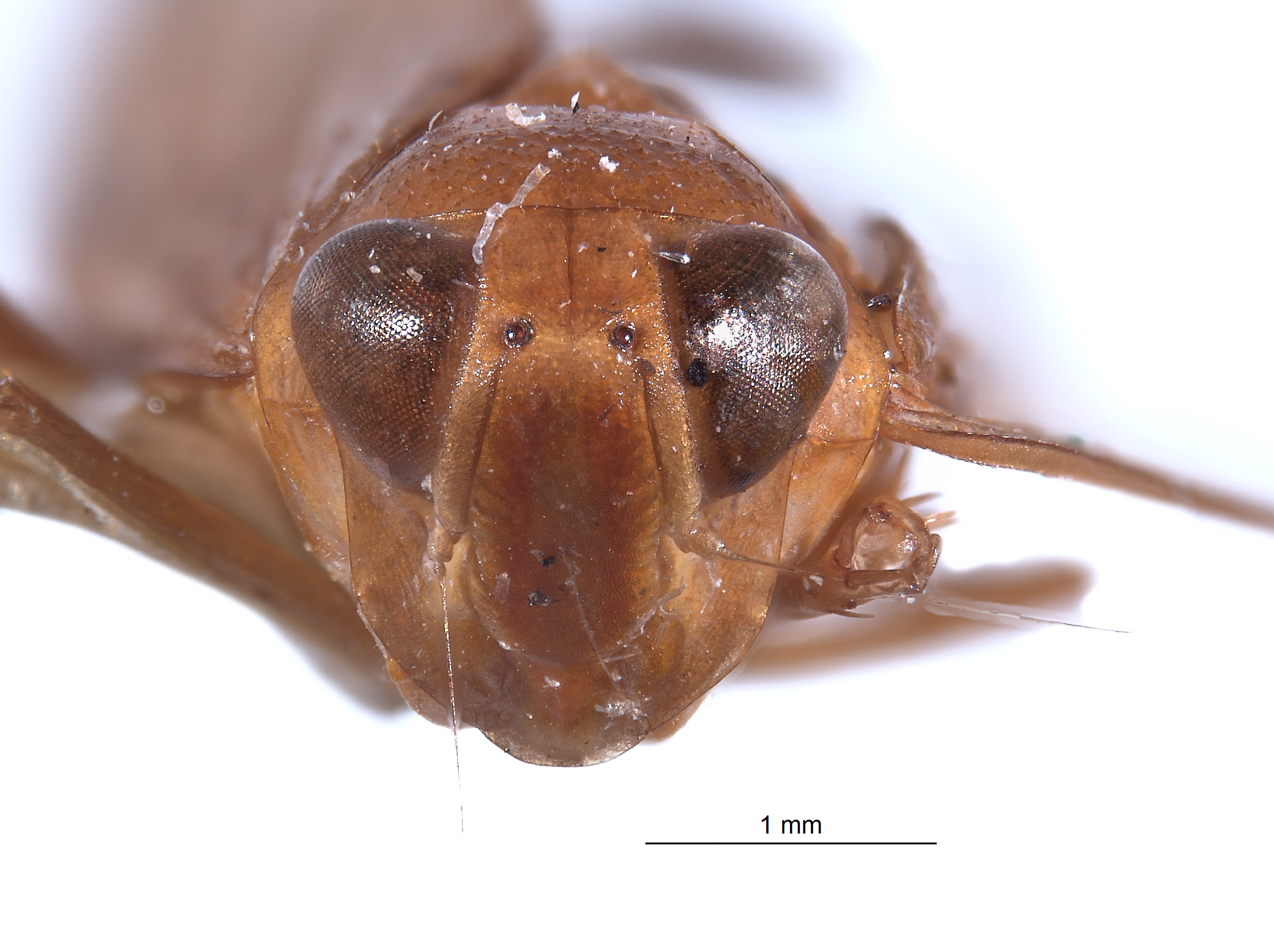 Afrolidia bidens image