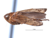 Afrolidia bidens image