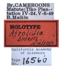 Afrolidia bidens image