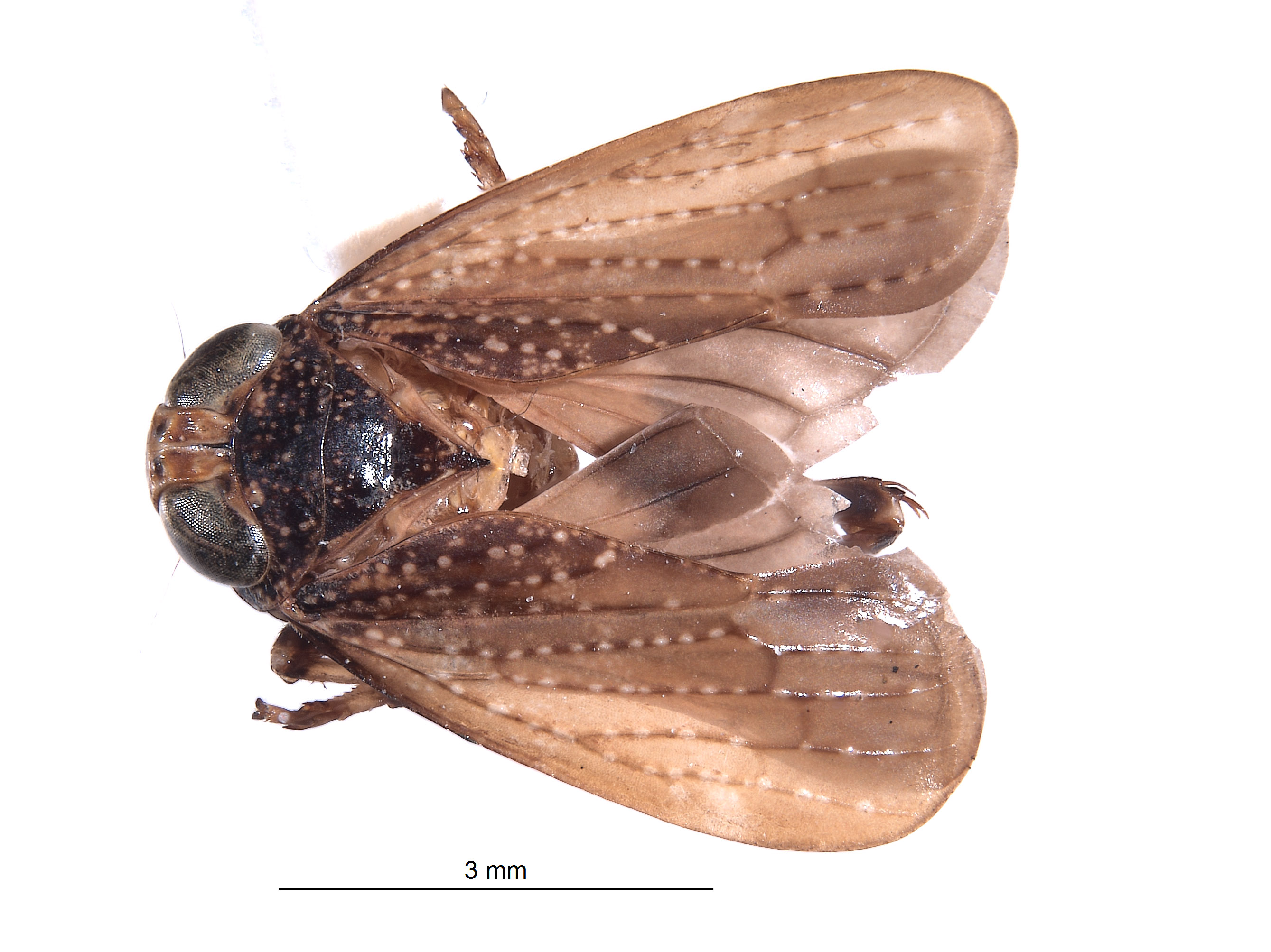 Docalidia matthewi image