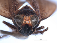 Docalidia matthewi image