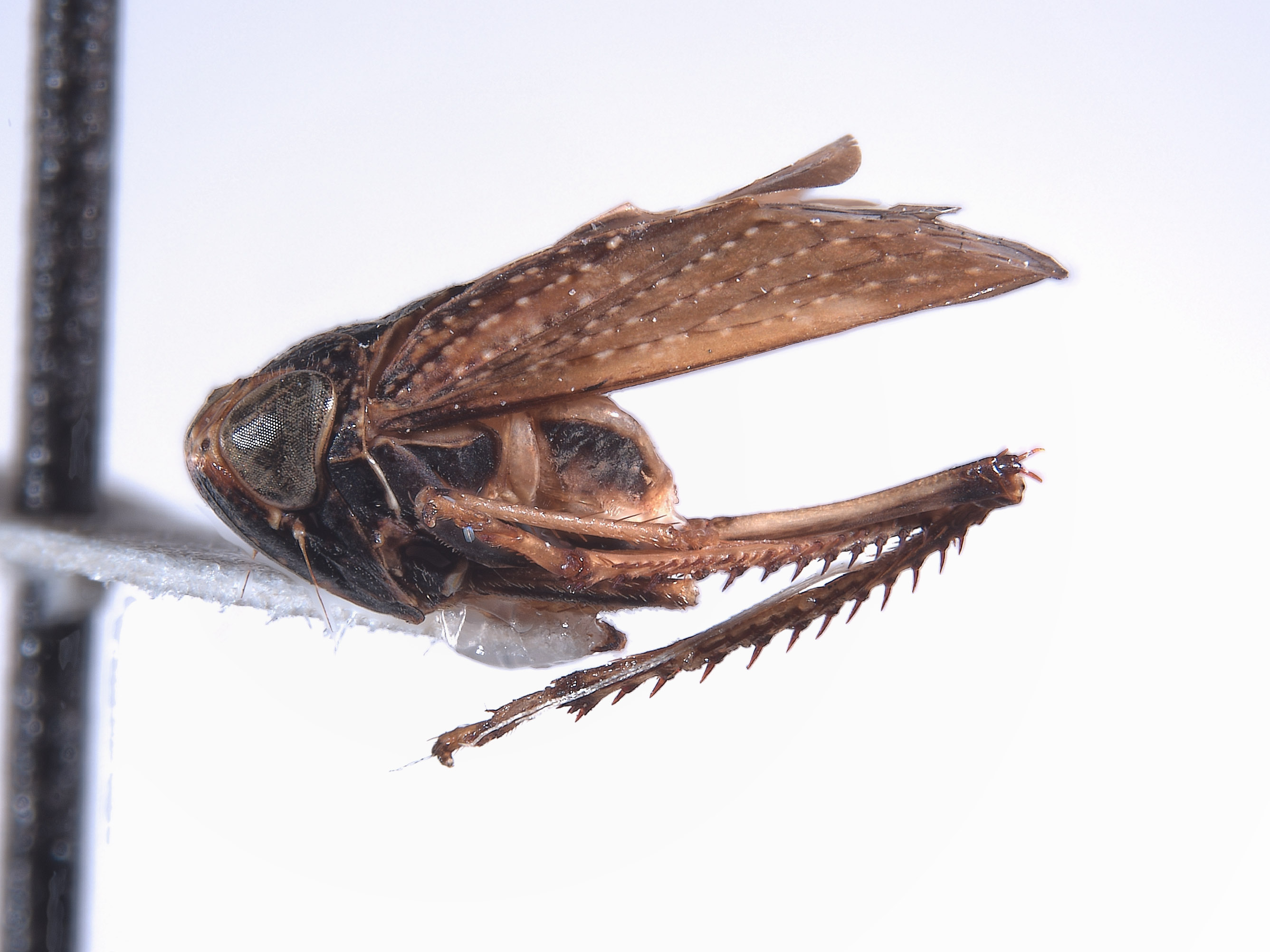 Docalidia matthewi image