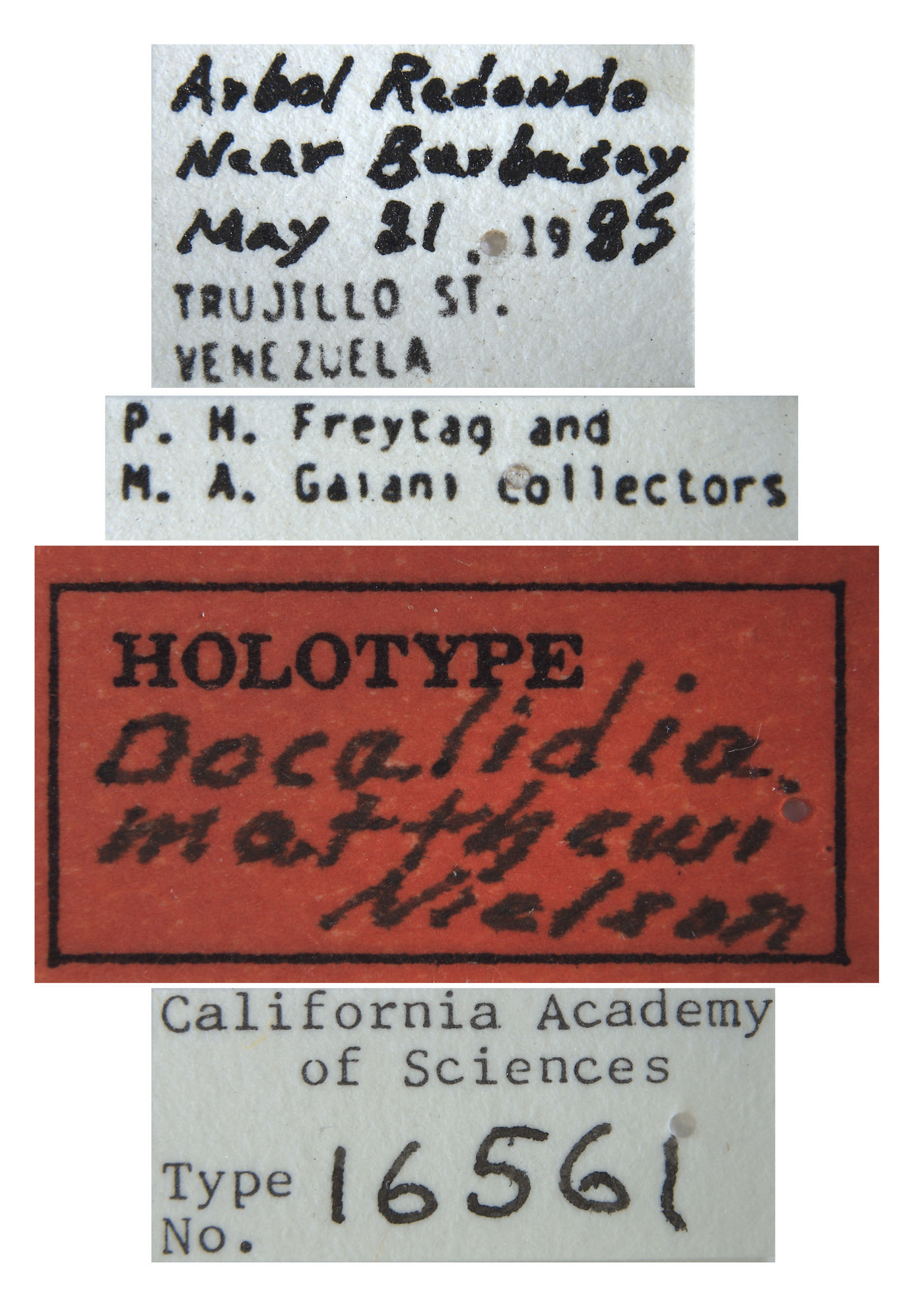 Docalidia matthewi image