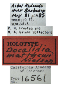 Docalidia matthewi image