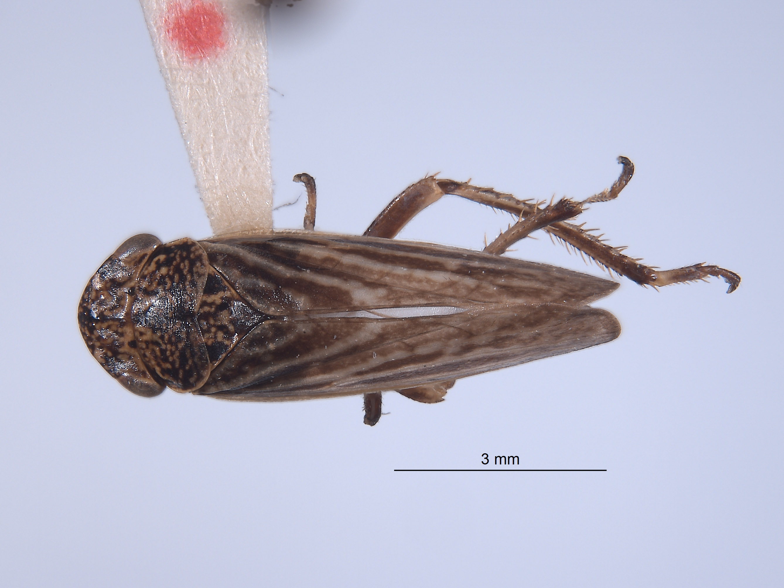 Errhomus idahoensis image