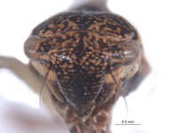 Errhomus idahoensis image