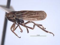 Errhomus idahoensis image