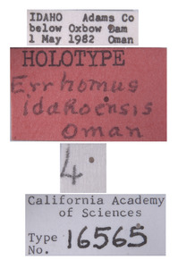 Errhomus idahoensis image