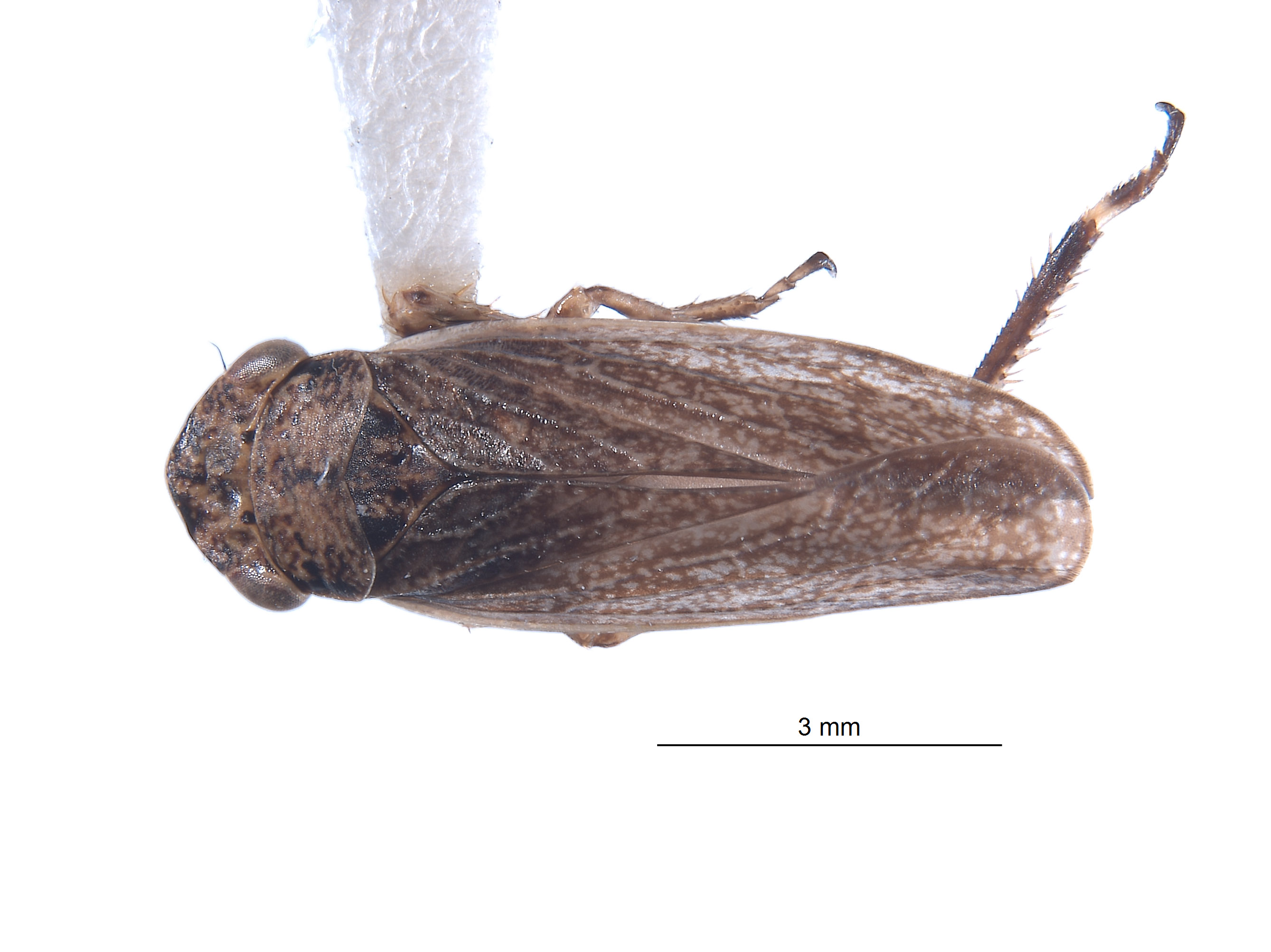 Errhomus josephi image