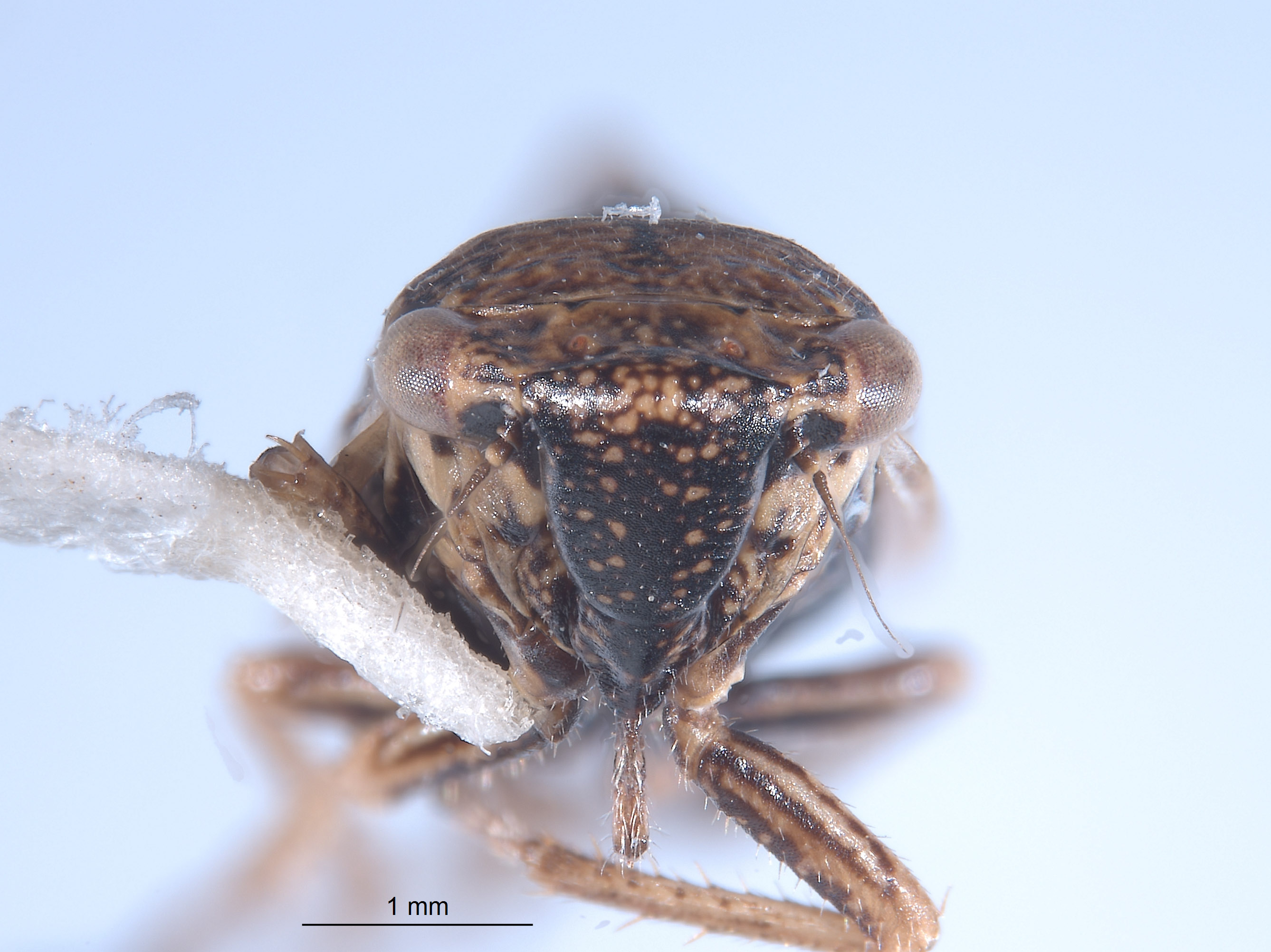 Errhomus josephi image