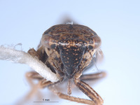 Errhomus josephi image