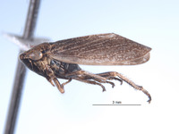 Errhomus josephi image