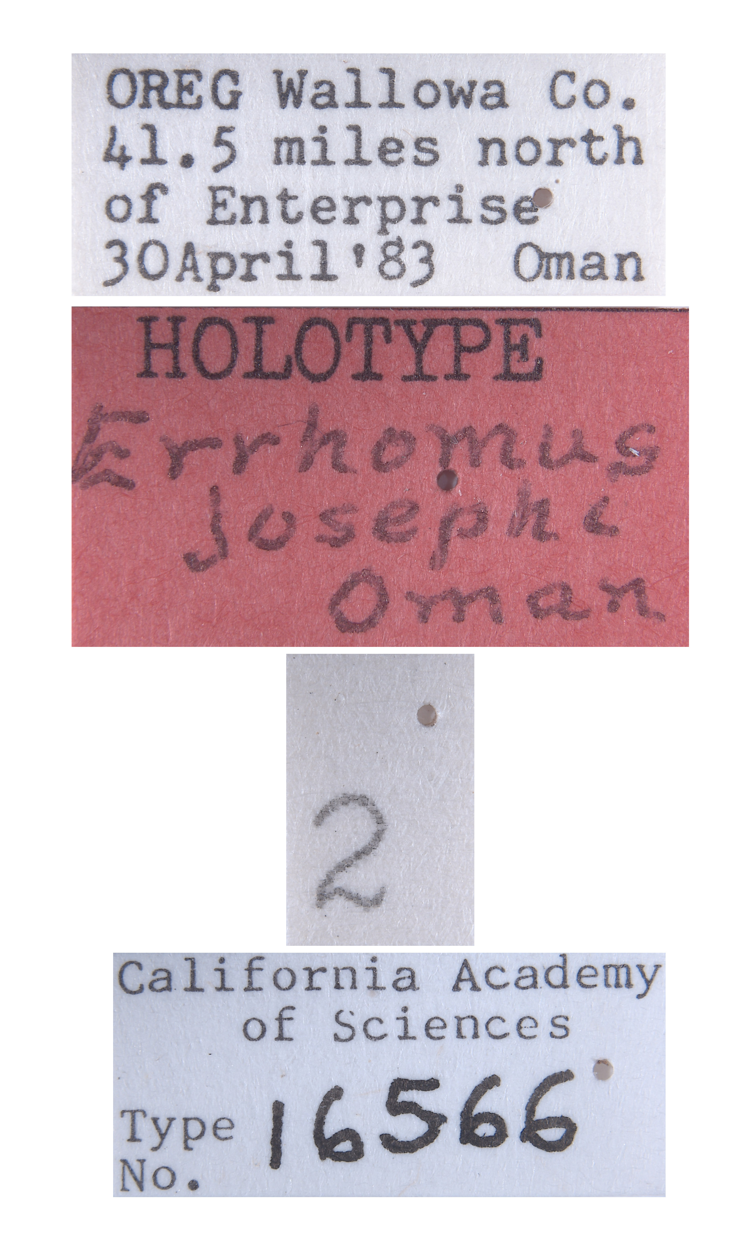 Errhomus josephi image