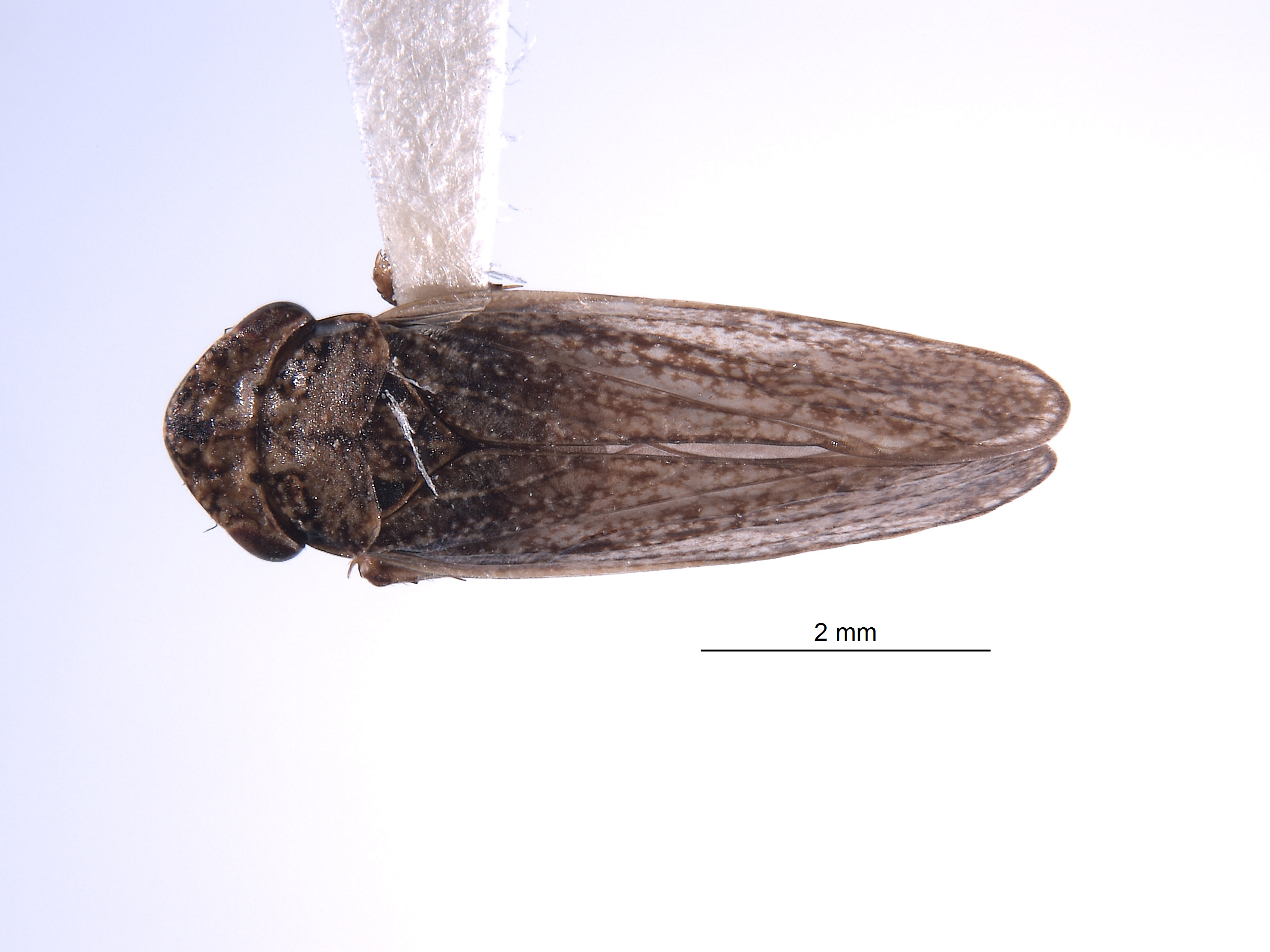 Errhomus ochoco image