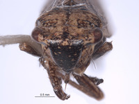 Errhomus ochoco image