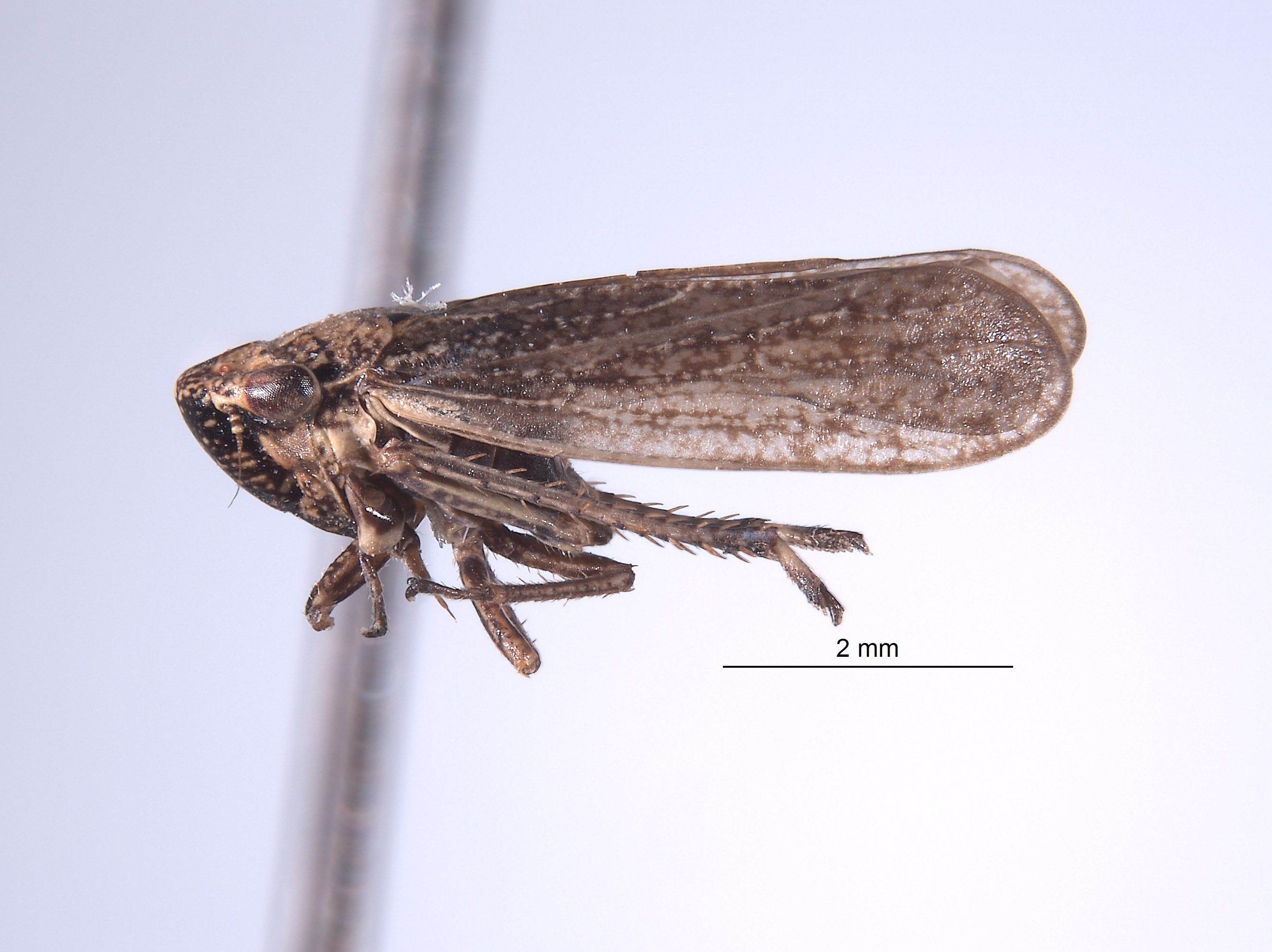 Errhomus ochoco image