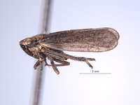 Errhomus ochoco image