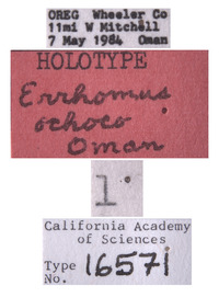 Errhomus ochoco image