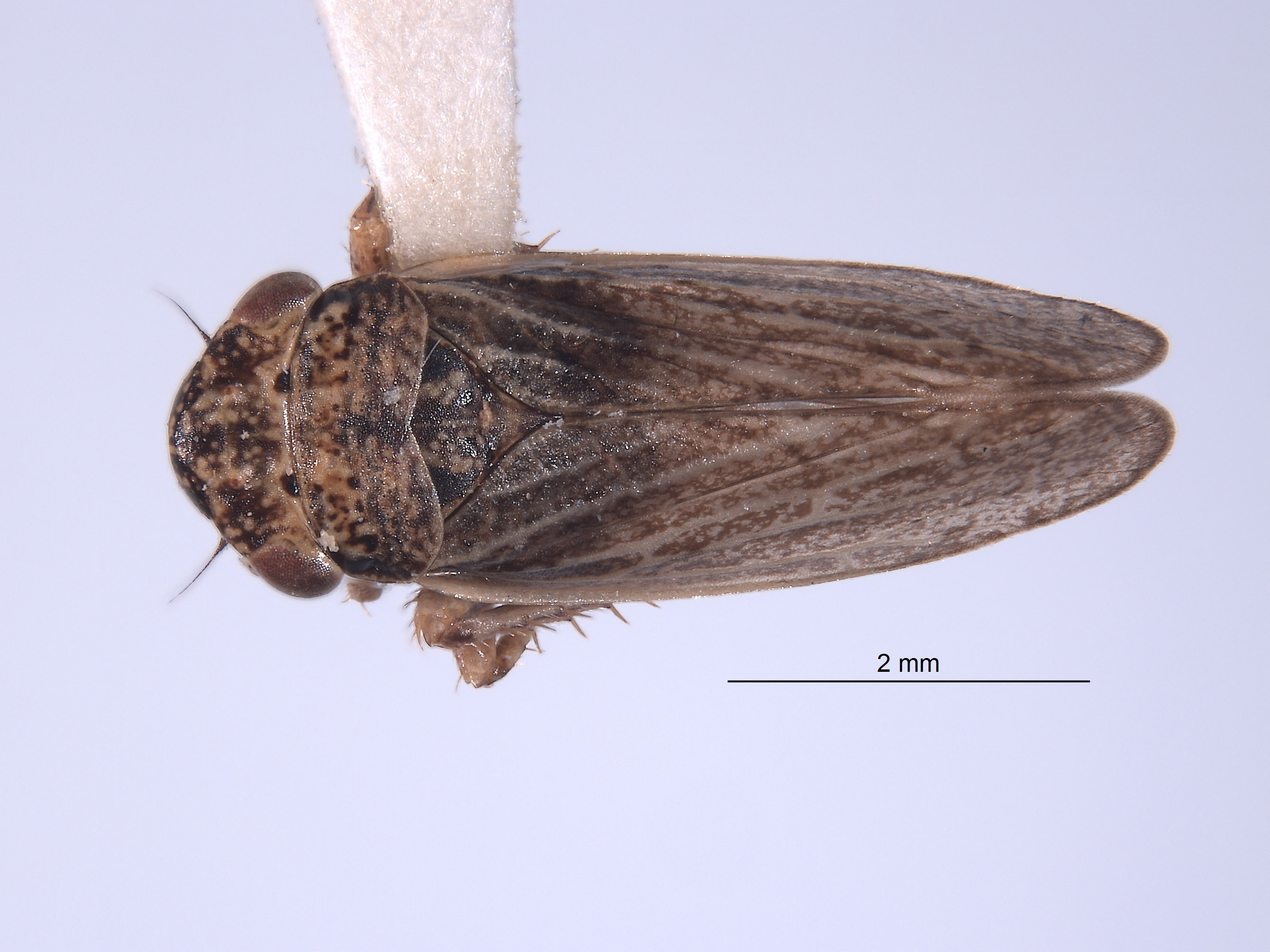 Errhomus paradoxus image