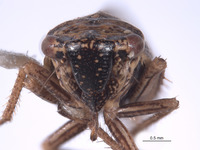 Errhomus paradoxus image