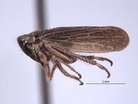 Errhomus paradoxus image