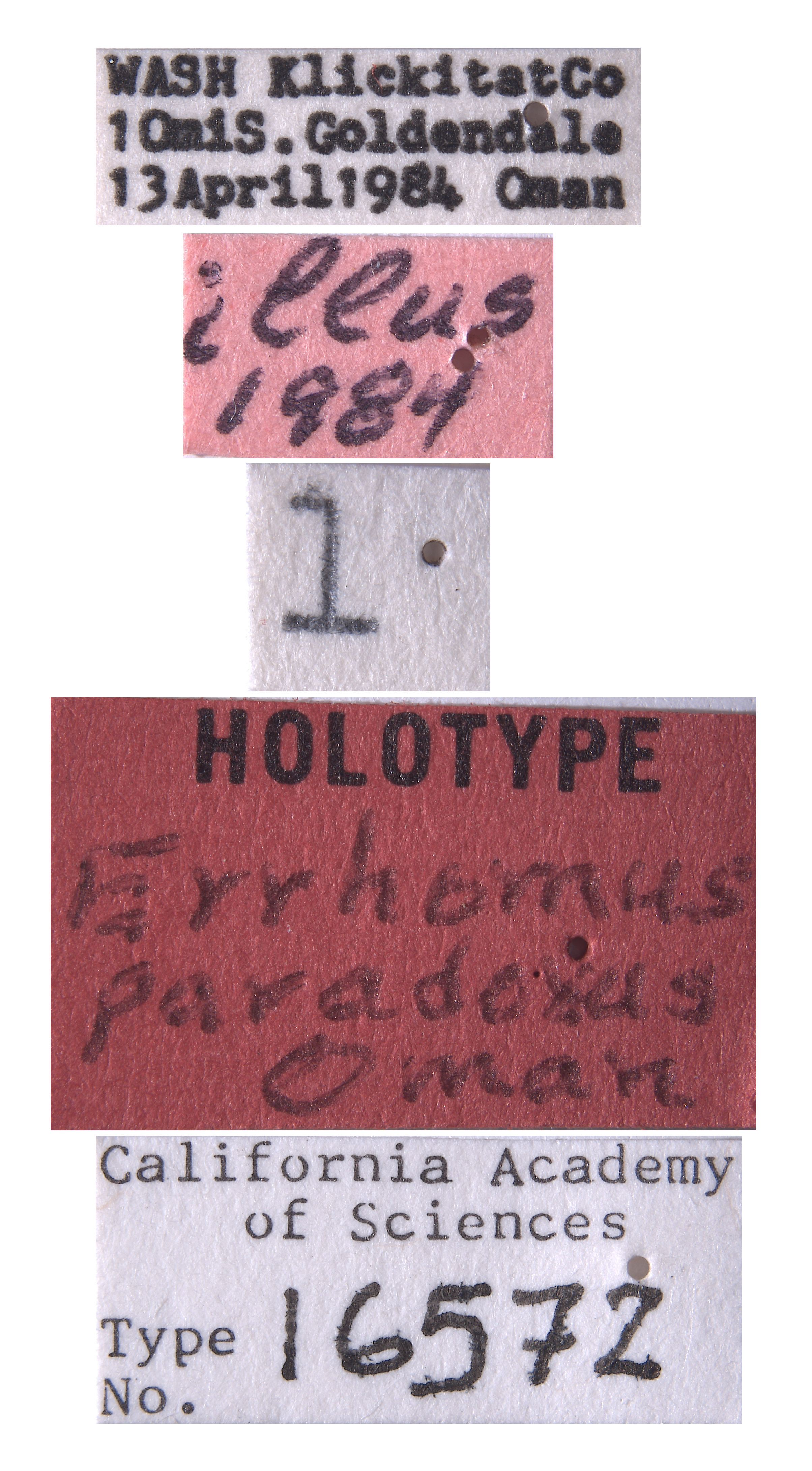 Errhomus paradoxus image