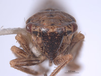 Errhomus reflexus image
