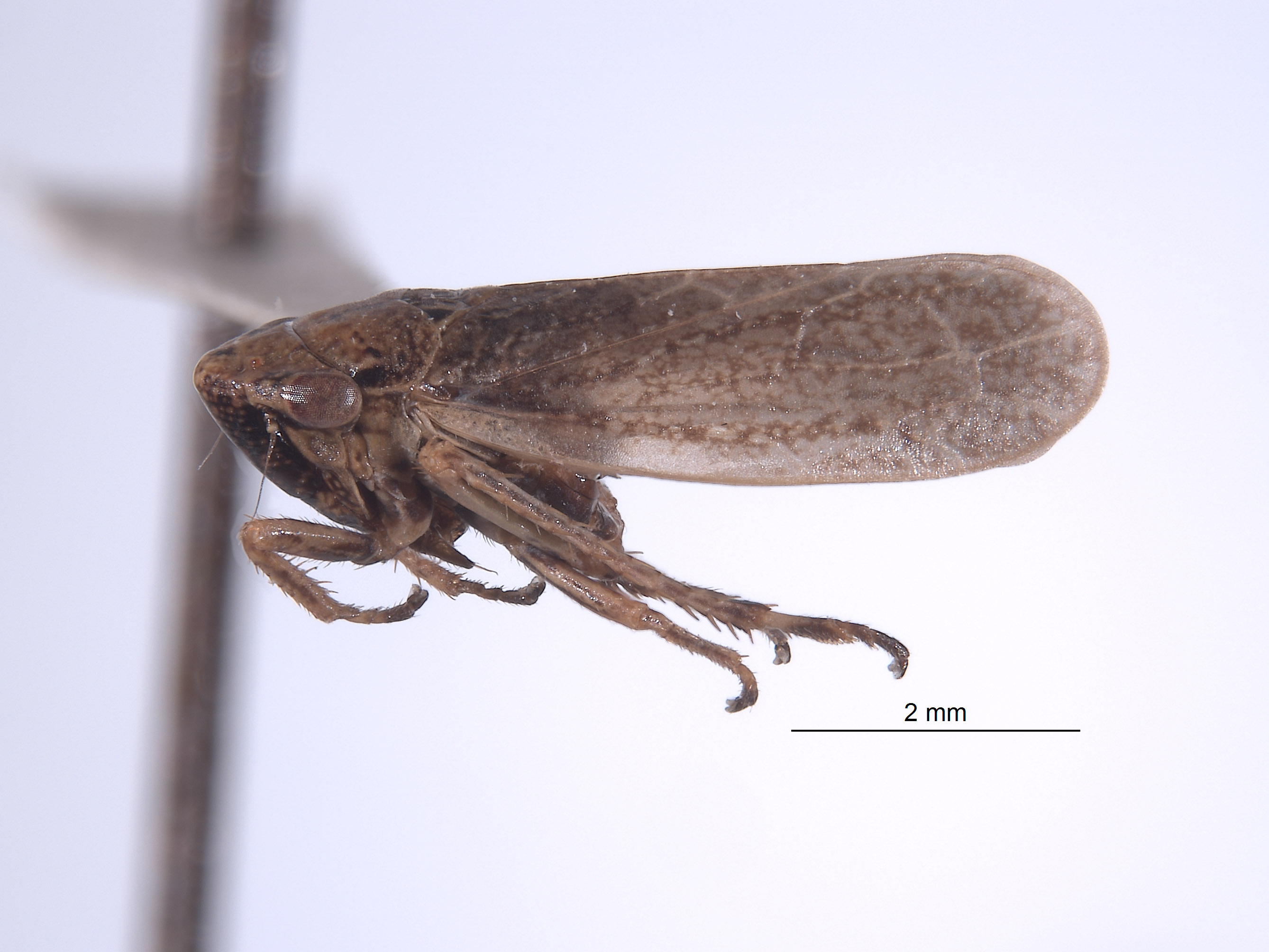 Errhomus reflexus image