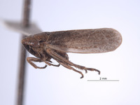 Errhomus reflexus image