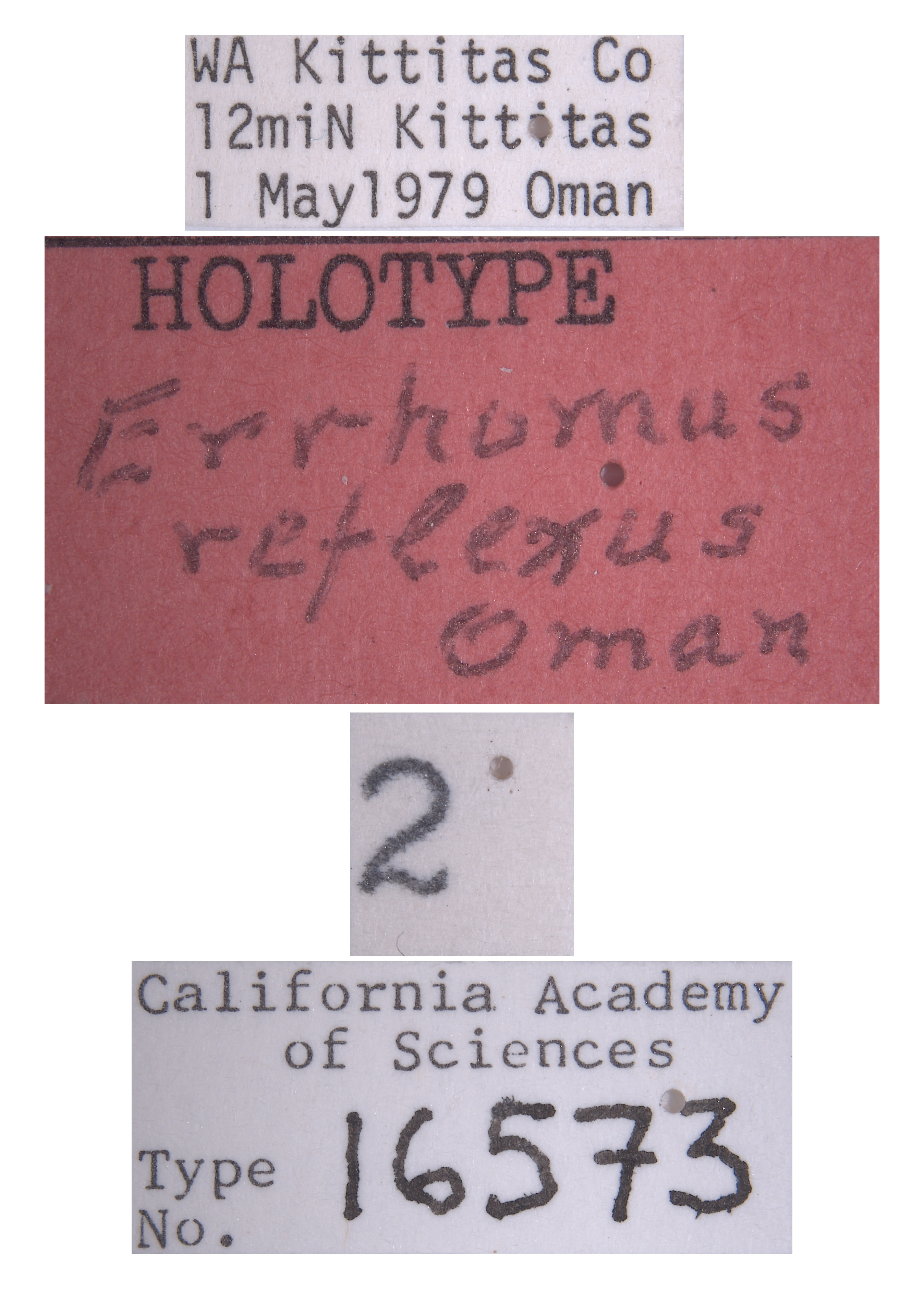 Errhomus reflexus image