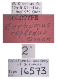 Errhomus reflexus image