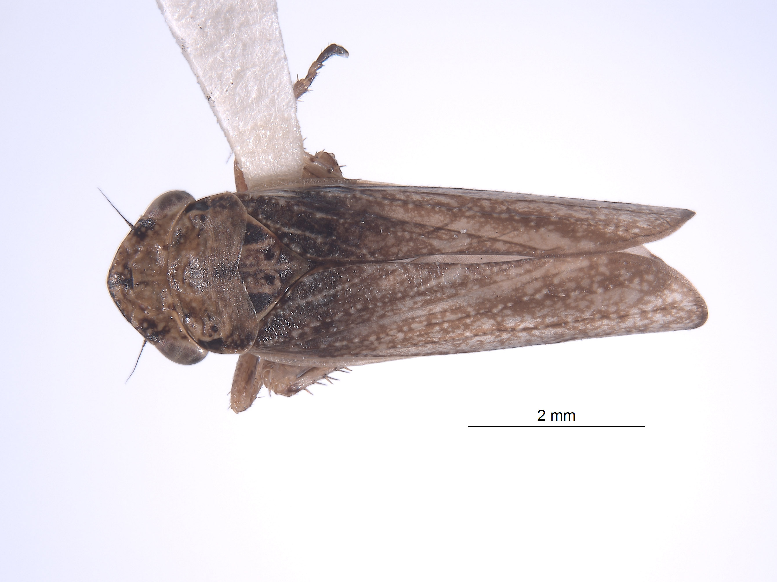 Errhomus satus image