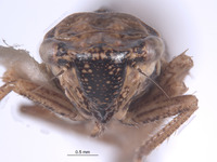 Errhomus satus image