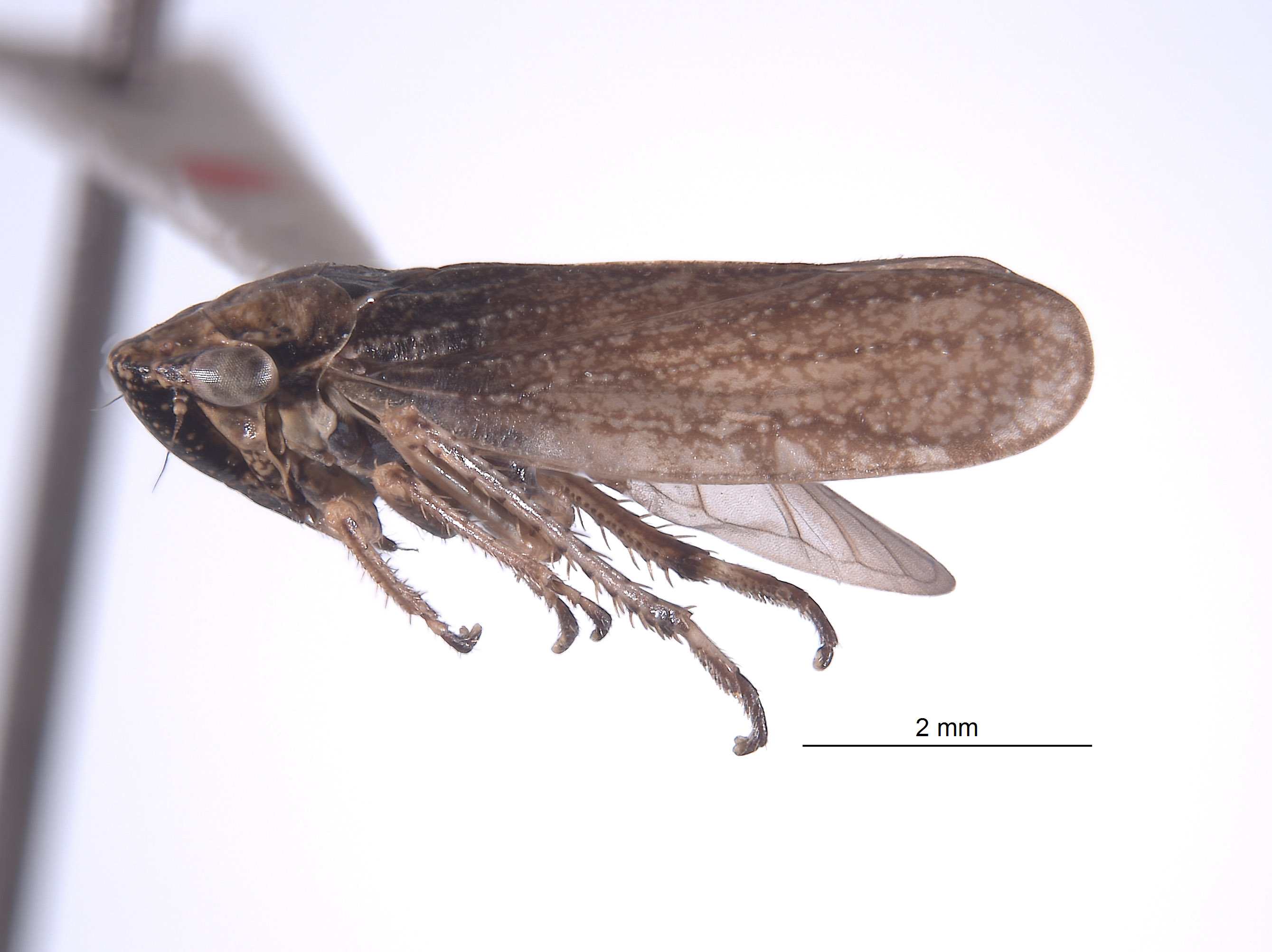 Errhomus satus image