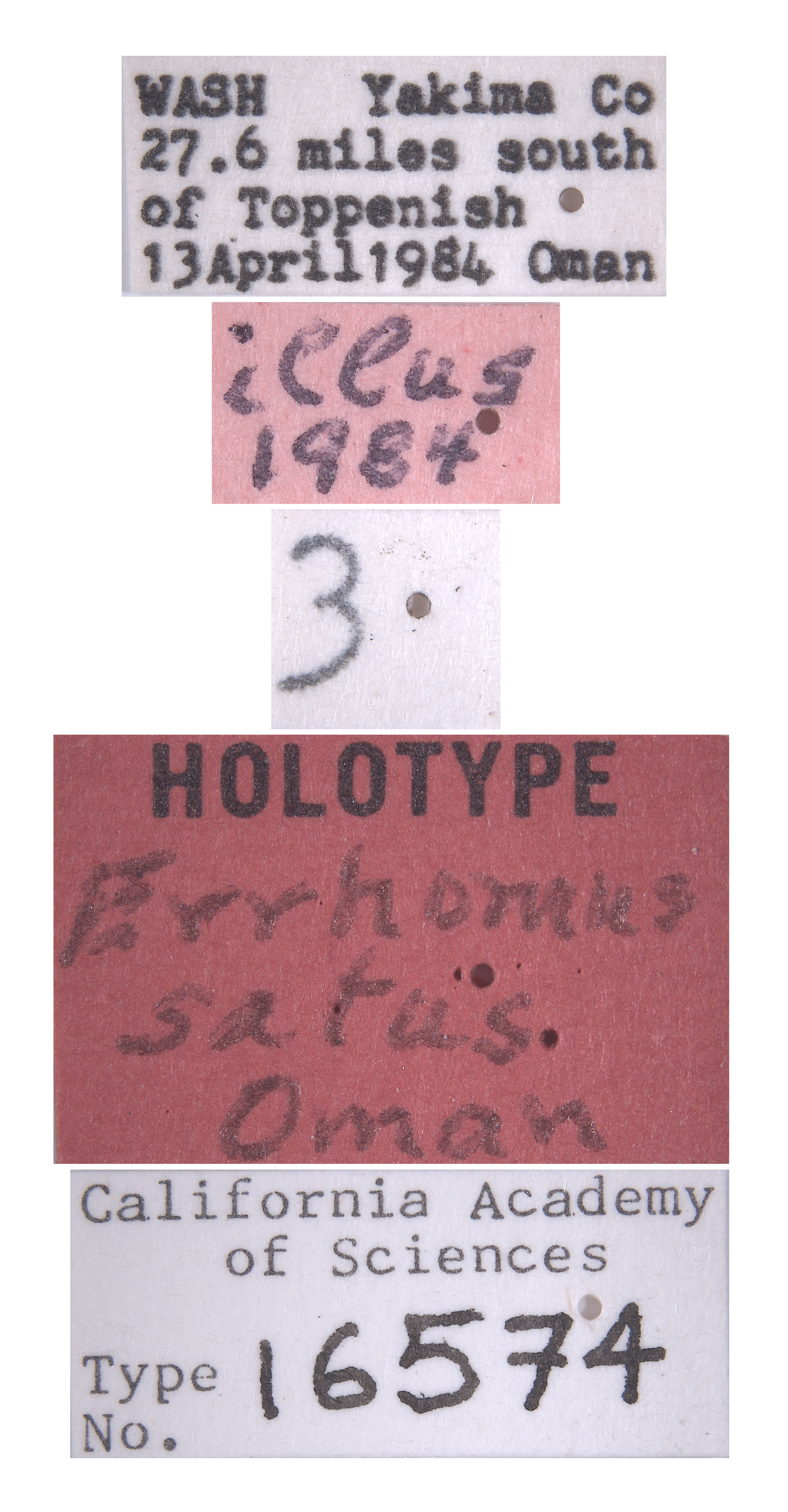 Errhomus satus image