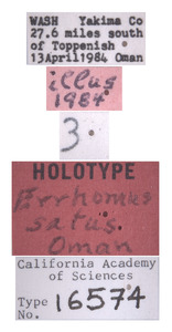 Errhomus satus image