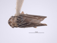 Image of Errhomus winquatt