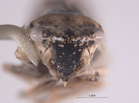 Errhomus winquatt image