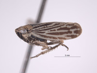 Errhomus winquatt image