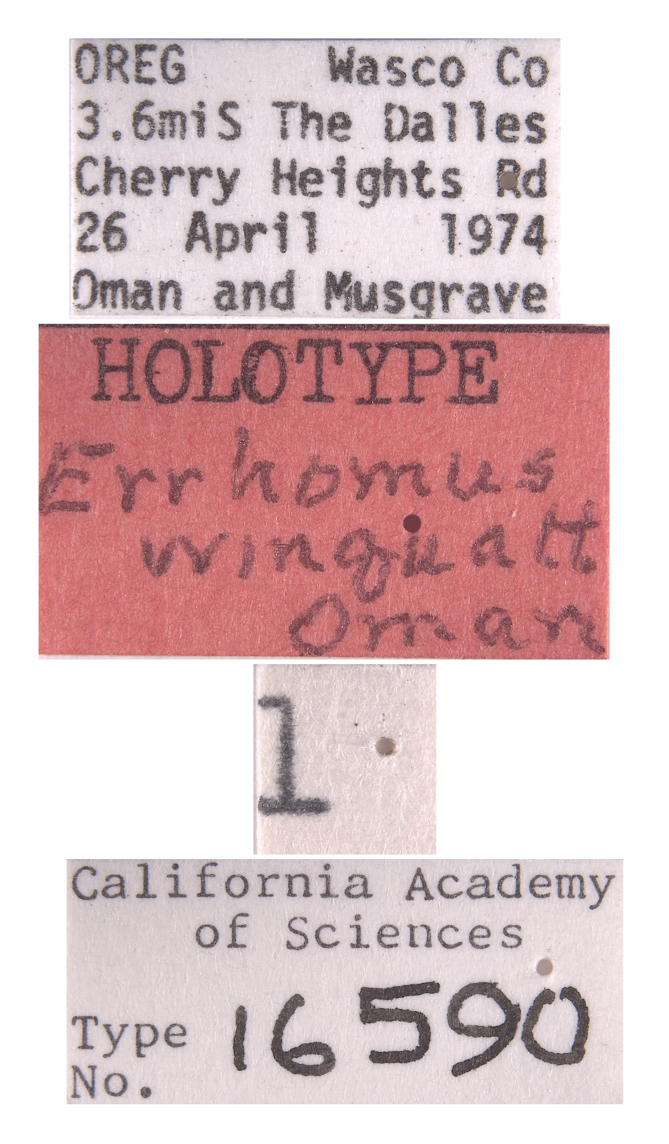 Errhomus winquatt image