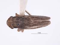 Errhomus zonarius image
