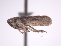 Errhomus zonarius image