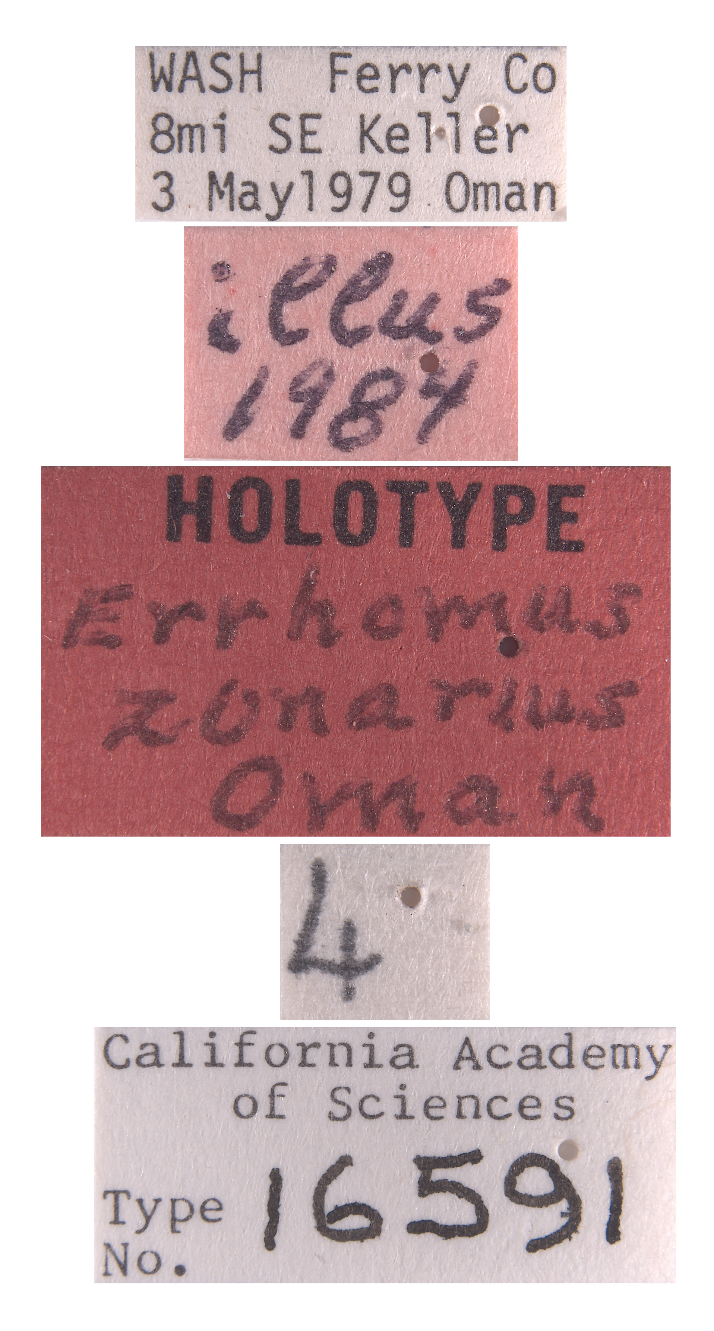 Errhomus zonarius image